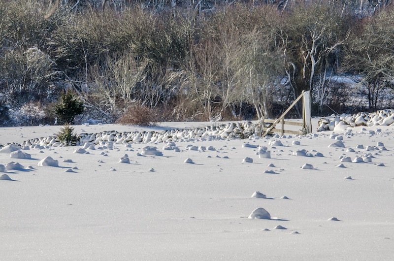 Snow rollers 