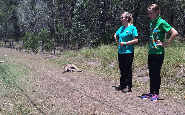 Kangaroo killed by car