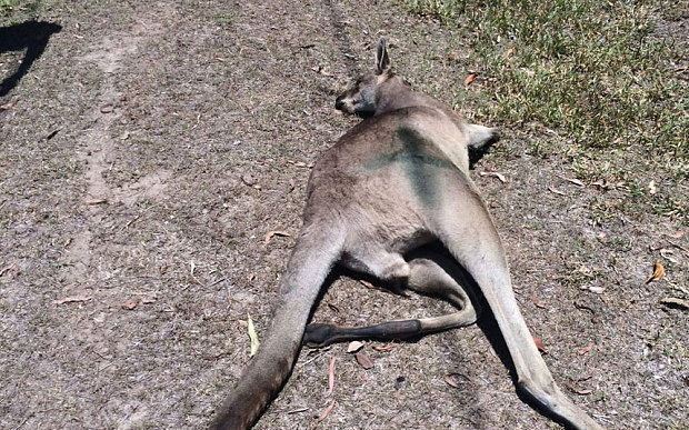 Click to enlarge Kangaroo with tire tracks
