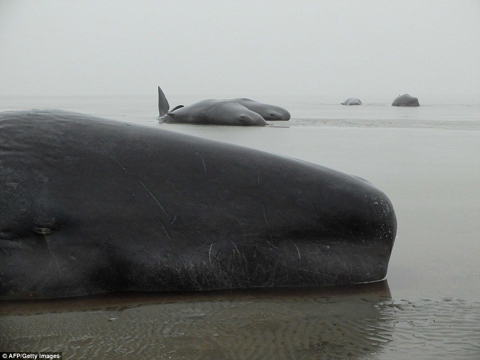 Bleak scene: The creatures are male and about the same age as a number of others who have washed up on the coast of northern Europe over the last few weeks