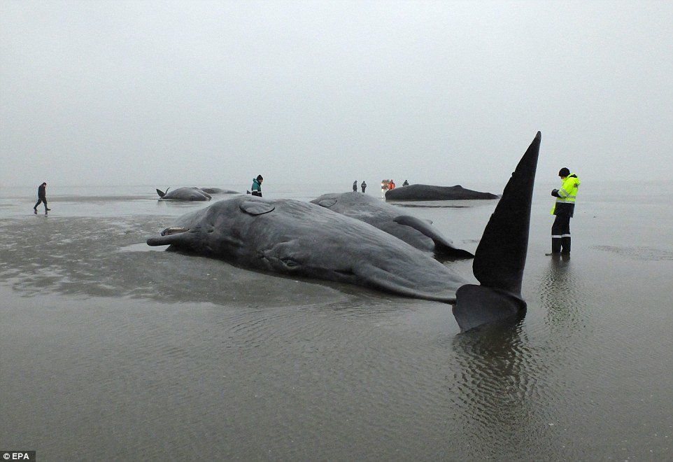 There are various theories why the whales end up in the North Sea rather than the Atlantic - but the nutrient-poor waters can prove catastrophic for them