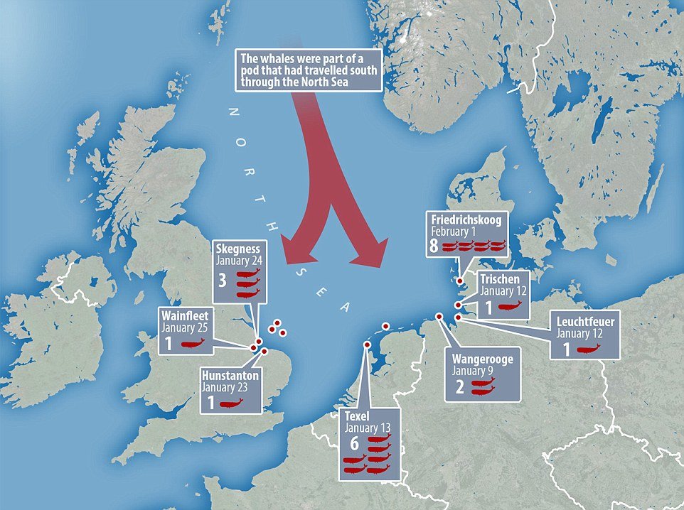 Shocking: At least 23 whales have been stranded across the coastline of northern Europe and may have come from a single whale pod