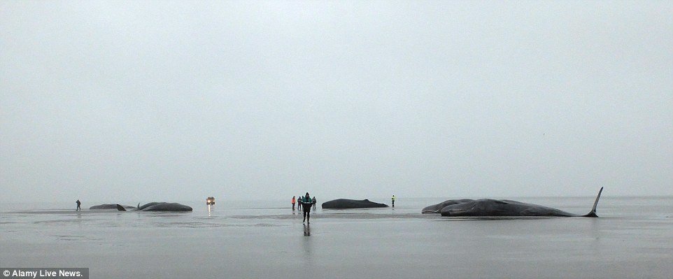 Click to enlarge Sombre: Eight sperm whales were washed up on this beach near the northern town of Friedrichskoog in Germany