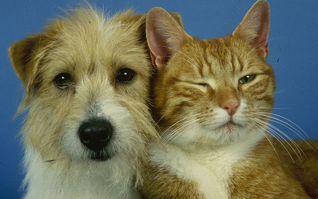 Click to enlarge Dog and cat