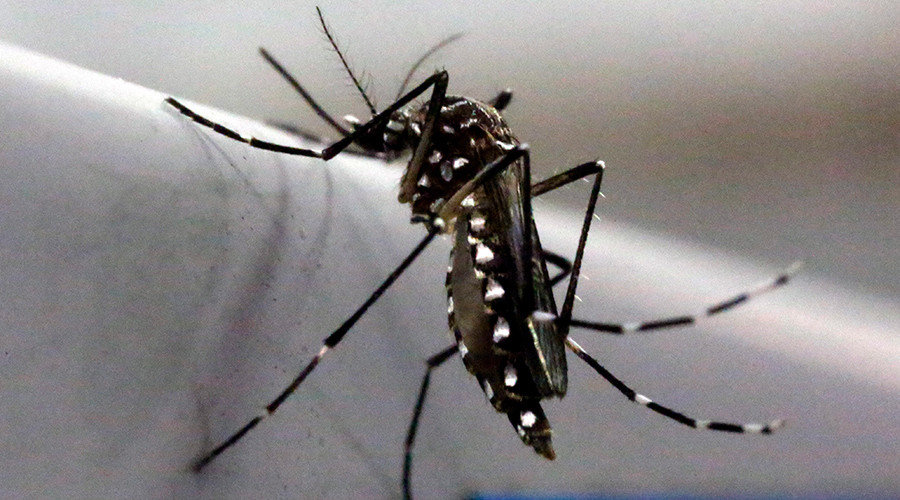 Click to enlarge Aedes aegypti mosquito