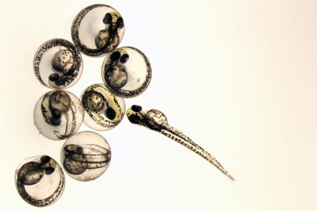 Click to enlarge zebrafish embreyo