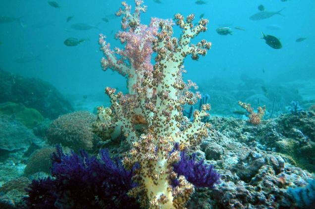 marine life, aquatic animals