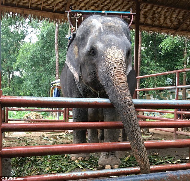The elephant is said to have attacked its handler first, before turning on Mr Crowe. This is another elephant on the same park where Mr Crowe was killed