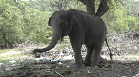 Click to enlarge Rambo the elephant, also known as Golf, is chained to a tree on the island of Koh Samui in Thailand on Tuesday.