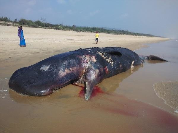 The body of the sperm whale