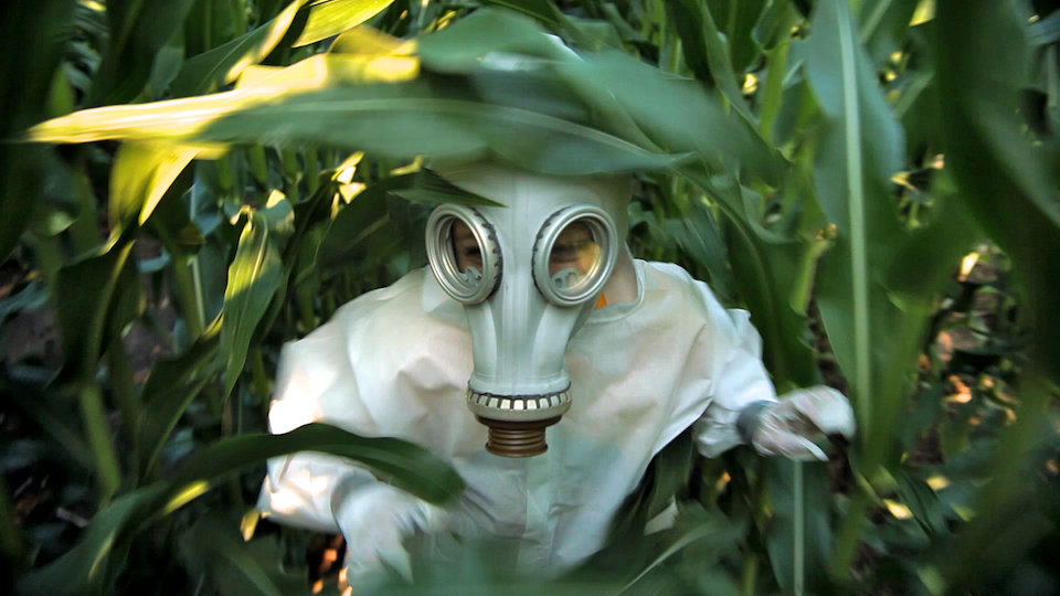 roundup, gmo