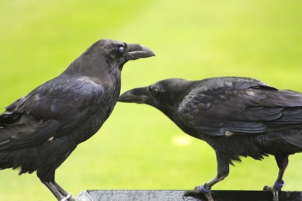 Ravens are capable of imagining being spied on.