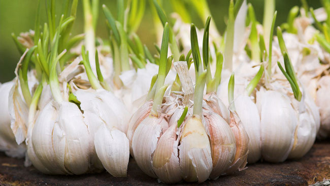 garlic