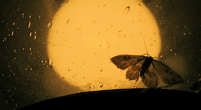 Click to enlarge butterfly