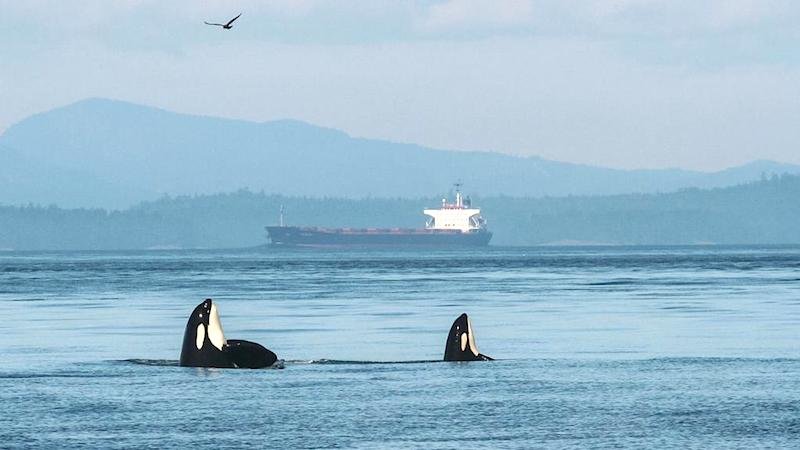 Click to enlarge 2 whales