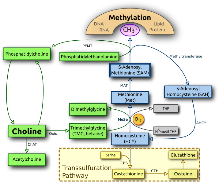 choline metabolism flowchart