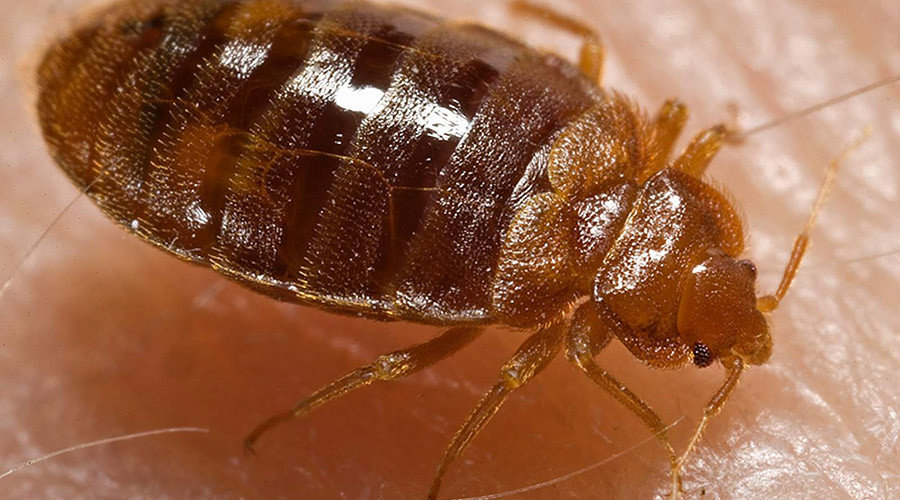 bedbugs