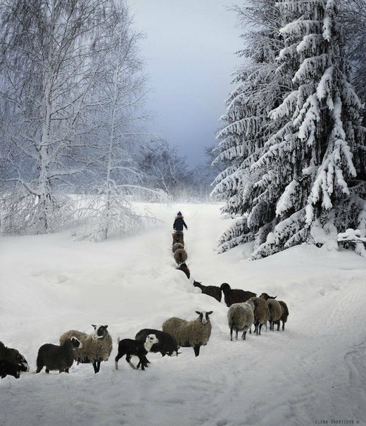Click to enlarge Goats winter