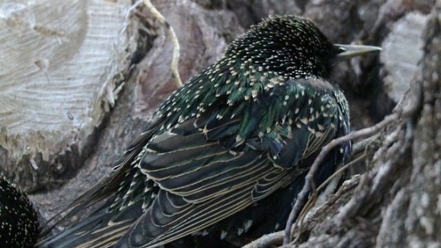 Click to enlarge Starling