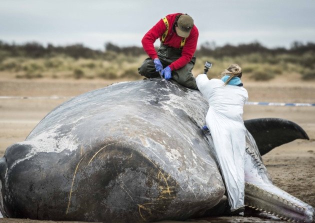 Click to enlarge Dead whale