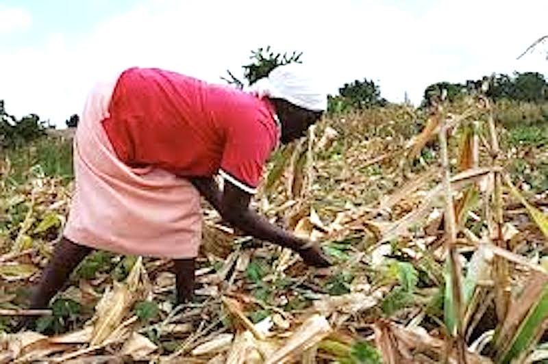 woman drought