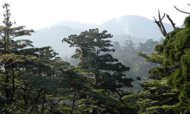 Click to enlarge Forest