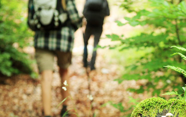 Click to enlarge Walk in the forest