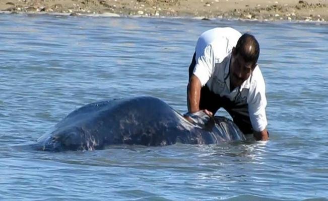 Beached gray whale 