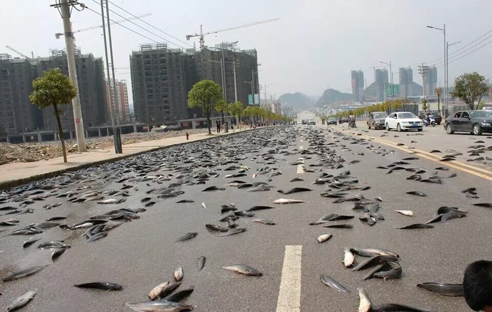 Fish on road