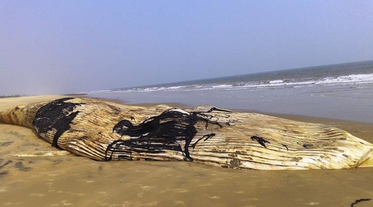 Click to enlarge Whale carcass