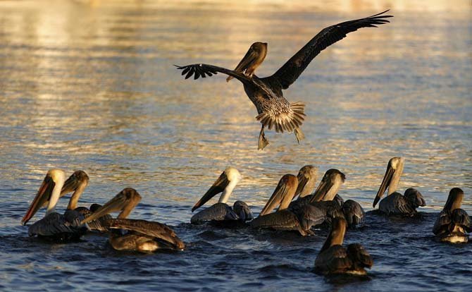 The brown pelican, Louisiana's state bird