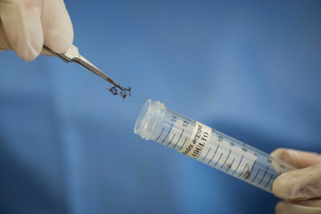 Zika mania A recipe for disaster Health & Wellness