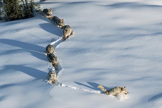 Click to enlarge Wolfes