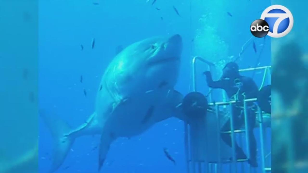 The world's largest great white shark, named Deep Blue, is recorded on video off Guadalupe Island. 