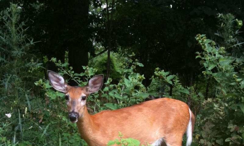 White tail deer