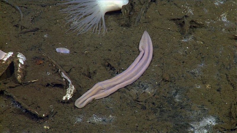 Click to enlarge Purple sock creature