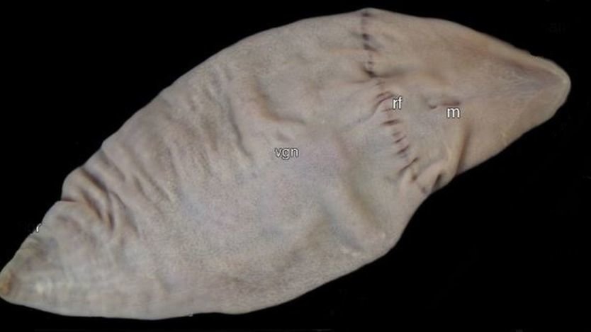 Click to enlarge Sock creature