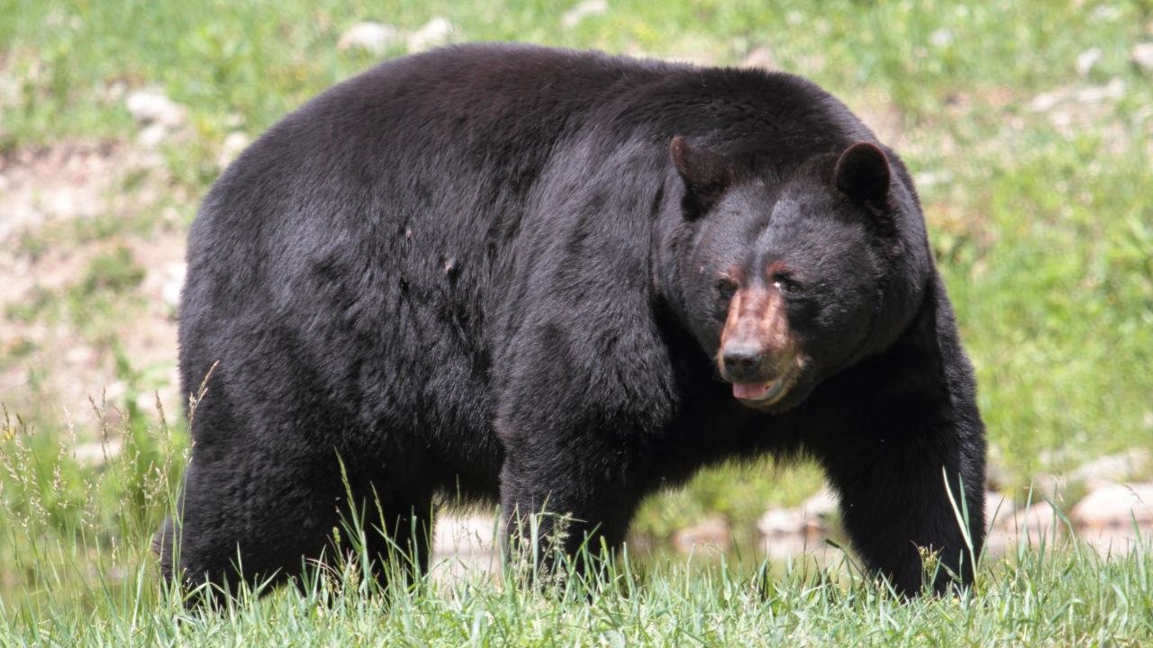 Bear