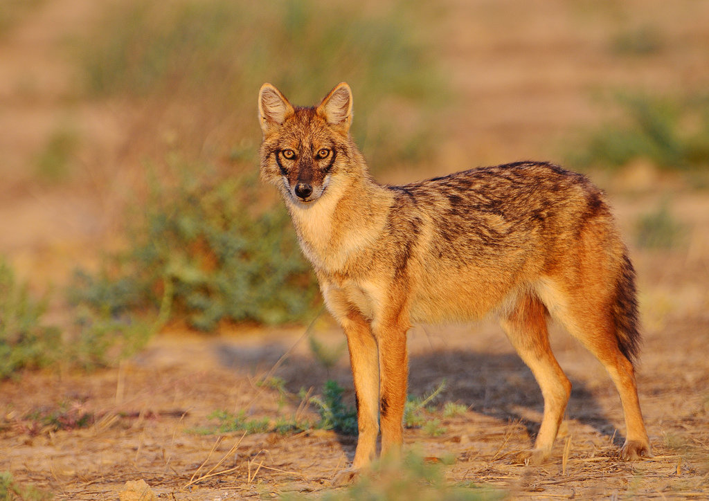 Click to enlarge Indian Golden Jackal