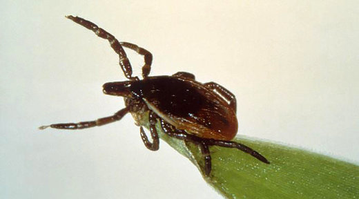 Click to enlarge Deer tick