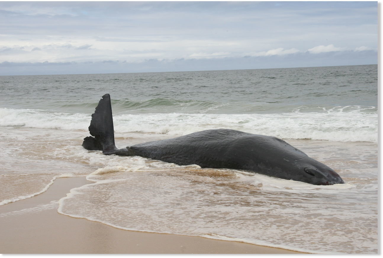 Cadaver of Whale