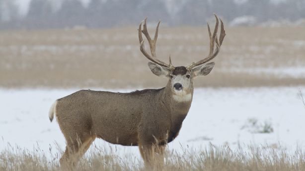 Mule deer