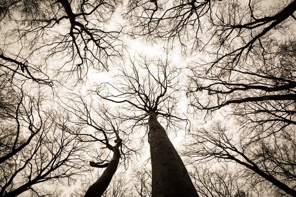 Click to enlarge Trees