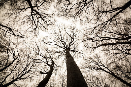 Click to enlarge Trees