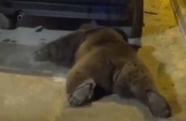 Sedated: Police used a tranquiliser gun to calm the animal 