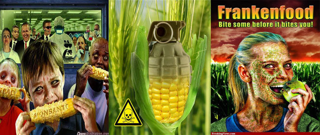 gmo corn