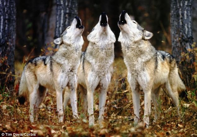 wolves howling