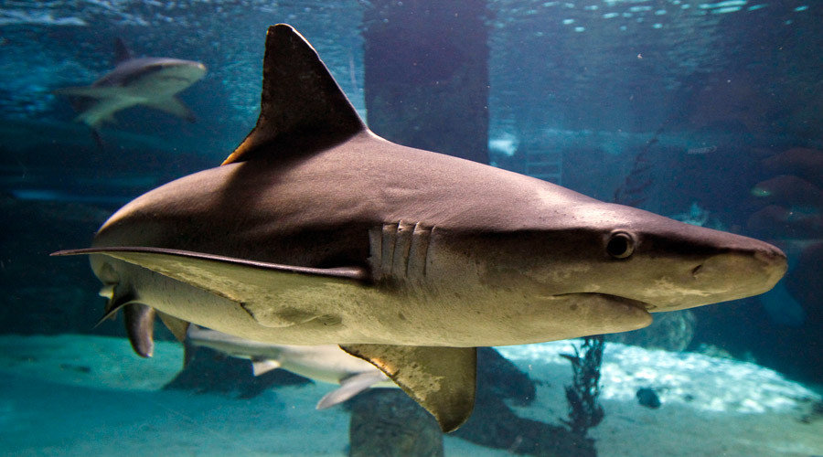 shark
