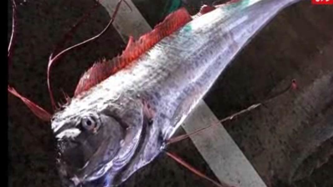 Oarfish