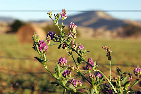 Click to enlarge Alfalfa